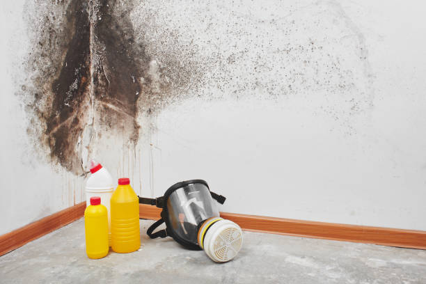 Best Mold Testing  in Menlo Park Terrace, NJ