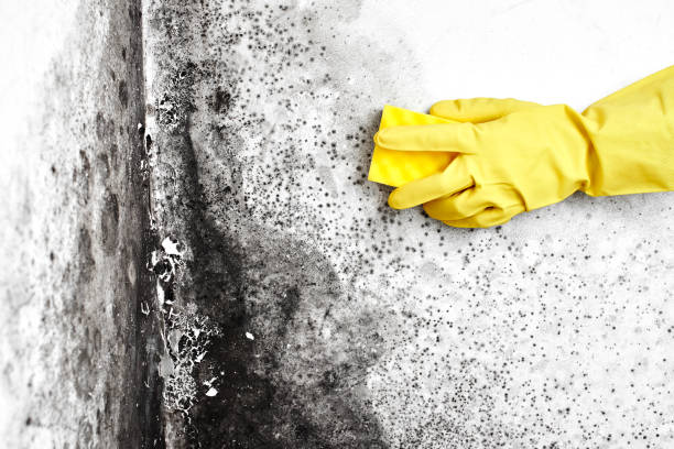 Certified Mold Removal in Menlo Park Terrace, NJ