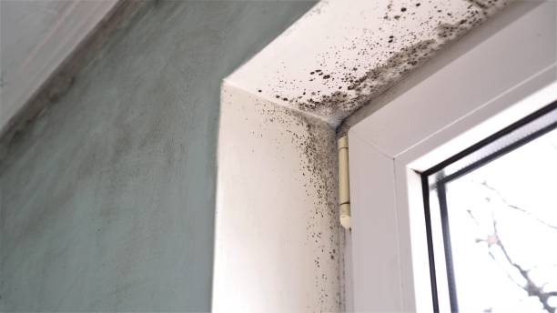 Best Mold Testing  in Menlo Park Terrace, NJ