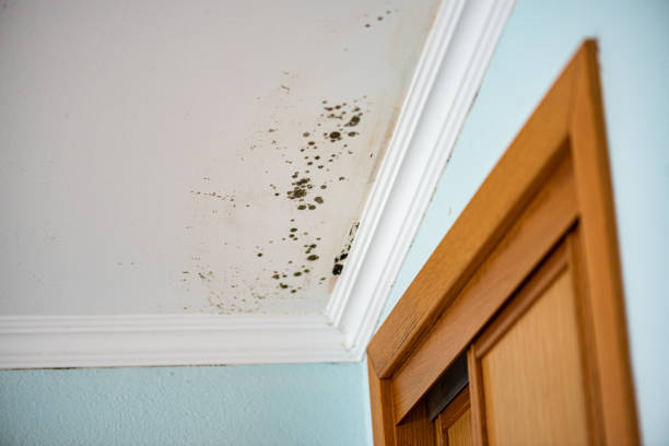Best Professional Mold Removal  in Menlo Park Terrace, NJ