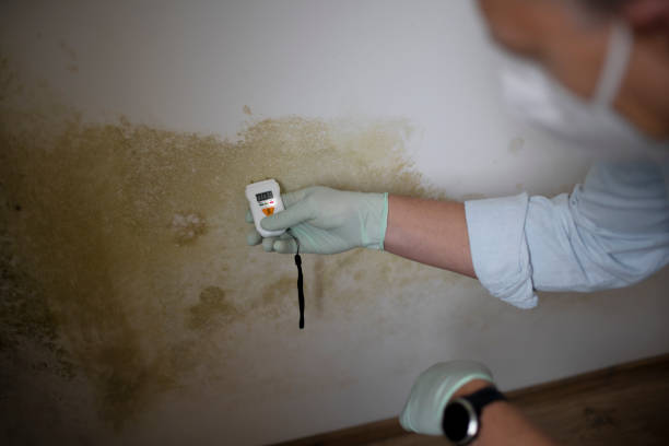 Best Home Mold Removal  in Menlo Park Terrace, NJ