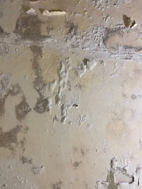  Menlo Park Terrace, NJ Mold Removal Pros
