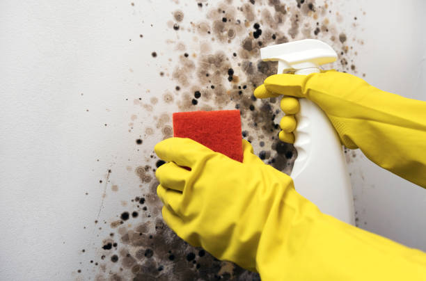 Best Mold Cleaning Services  in Menlo Park Terrace, NJ