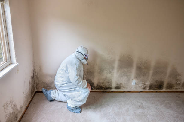 Best Same-Day Mold Removal  in Menlo Park Terrace, NJ