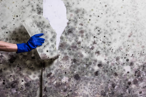 Best Crawl Space Mold Removal  in Menlo Park Terrace, NJ