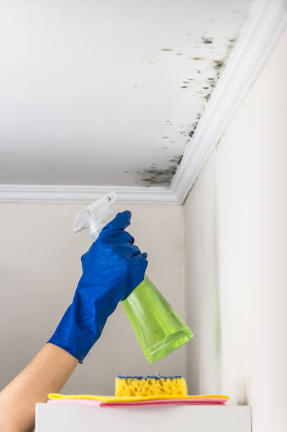 Best Office Mold Removal Services  in Menlo Park Terrace, NJ